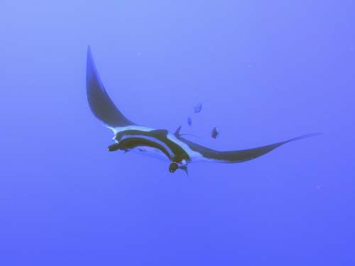 fish white and black manta ray sea life